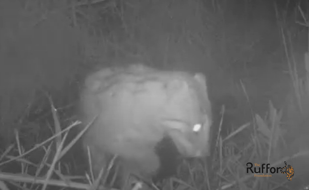 Conservation of Fishing Cat in the Wetlands of Chitwan National Park